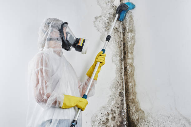 Best Kitchen Mold Remediation in Hanford, CA