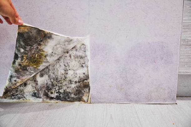 Best Industrial Mold Remediation in Hanford, CA